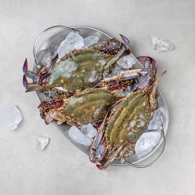 [산지직송]신진도 햇 꽃게 3kg(9~15미) 