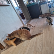 IMG_3747.jpeg