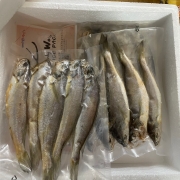 IMG_9233.jpeg