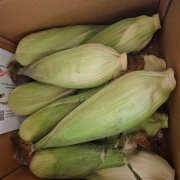 picked_1783665411528.jpg