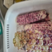 picked_1785463285006.jpg