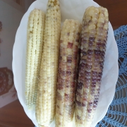 20260731_122552.jpg