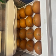 IMG_6724.jpeg
